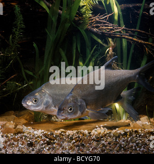 Orate comune , orate di acqua dolce / Abramis brama Foto Stock