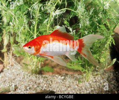 Carassius auratus / goldfish , carpa comune Foto Stock