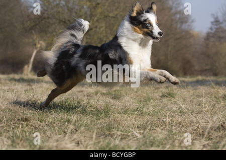 Australian Shepherd dog - in esecuzione sul prato Foto Stock