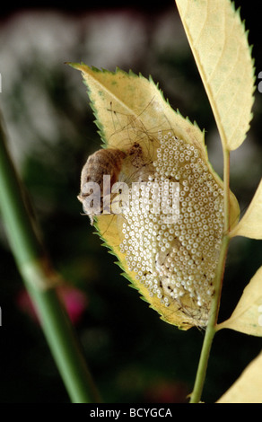 Vaporer Tarma Vaporer comune, Russy Tussock Moth (Orgyia antiqua, Orgyia recens), femmina giacente uova. Foto Stock