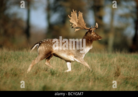 Cervus dama / daino Foto Stock