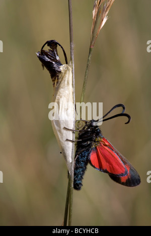 Sei Spot Burnett Zygaena filipendulae Zygaenidae Foto Stock