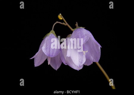 Harebell Campanula rotundifolia (Campanulaceae) Foto Stock