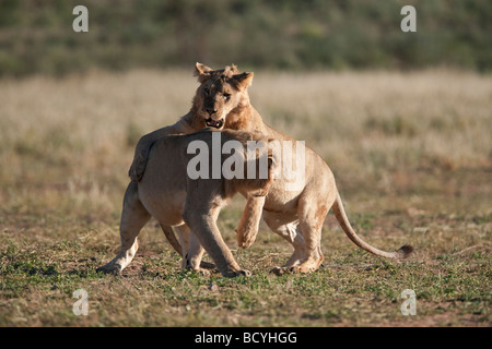 I Lions Subadult Panthera leo giovani maschi playfighting Kgalagadi Parco transfrontaliero Northern Cape Sud Africa Foto Stock