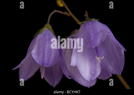 Harebell Campanula rotundifolia (Campanulaceae) Foto Stock