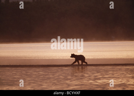 Brown Bear Cub camminando su spit a sunrise / Ursus arctos Foto Stock