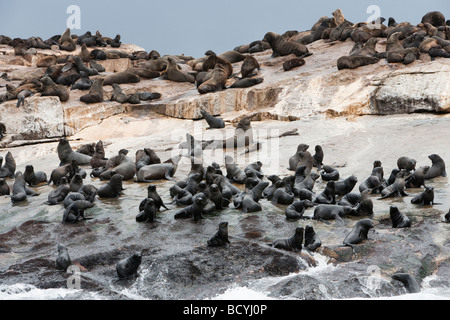 South African Cape foche Arctocephalus pusillus pusillus isola tenuta False Bay Western Cape Sud Africa Foto Stock