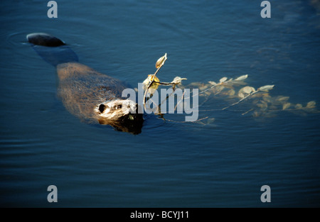 Castor canadensis / North American beaver Foto Stock