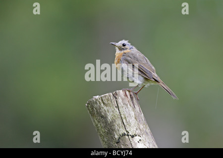 I capretti Unione Robin su palo da recinzione Foto Stock