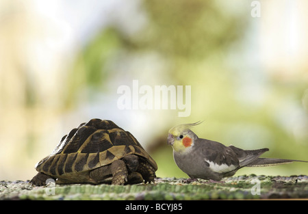 Amicizia animali. Cockatiel (Nymphicus hollandicus) in piedi accanto a Hermanns tartaruga (Testudo hermanni) Foto Stock