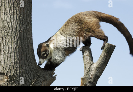Pizote, bianco-coati dal naso, Antoon (Nasua narica) su un ramo Foto Stock