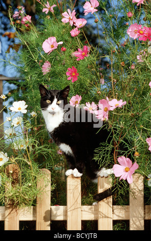 Gatto domestico bianco e nero seduto su recinzione di legno di fronte alla fioritura cosmeta Foto Stock
