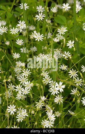 Lesser Stitchwort, stellaria graminea, millefiori, Valle della flotta, Dumfries & Galloway, Scozia Foto Stock