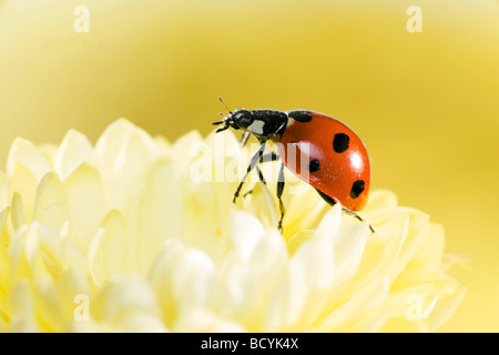 Ladybird a sette punti, Sevenspot Ladybird, Ladybird a 7 punti (Coccinella septempunctata) su un fiore bianco Foto Stock