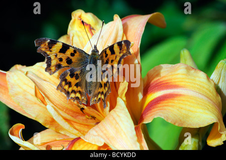 Virgola Butterfly polygonia c album in appoggio su il fiore di un giglio di giorno Foto Stock