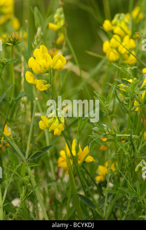 Meadow Vetchling, lathyrus pratensis, millefiori, Valle della flotta, Dumfries & Galloway, Scozia Foto Stock