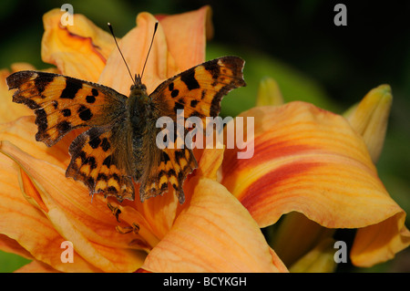 Virgola Butterfly polygonia c album in appoggio su il fiore di un giglio di giorno Foto Stock