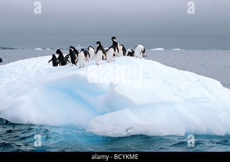 Adelie penguins su ghiaccio-floe / Pygoscelis adeliae Foto Stock