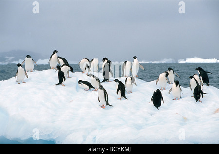 Adelie penguins su ghiaccio-floe / Pygoscelis adeliae Foto Stock