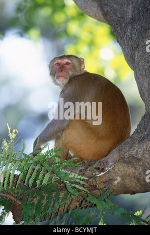 Scimmia rhesus / macaca mulatta Foto Stock