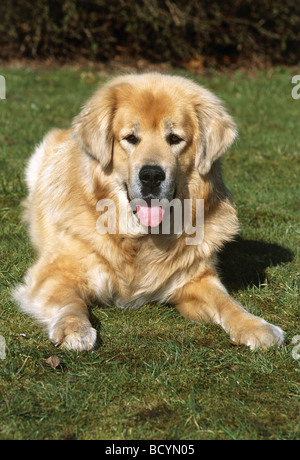 Il Mastino tibetano (Canis lupus familiaris) . Cane adulto giacente Foto Stock