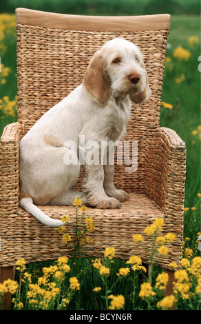 -seduta del cucciolo Foto Stock