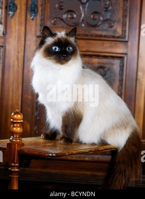 Gatto seduto sul tavolo antico Foto Stock