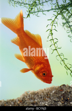 Goldfish , carpa comune / Carassius auratus Foto Stock