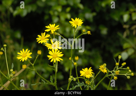 Marsh erba tossica, Senecio aquaticus, millefiori, Valle della flotta, Dumfries & Galloway, Scozia Foto Stock