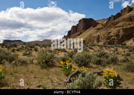 ARROWLEAF BALSAMROOT Balsamorhiza sagittata cresce allo stato selvatico e scenic OWYHEE River Gorge OREGON ORIENTALE Foto Stock