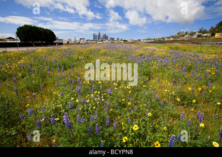 Los Angeles skyline da Los Angeles State Historic Park. Campo di lupino deserto e girasoli in primo piano. In California, Stati Uniti d'America Foto Stock