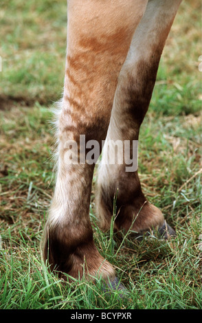 Fiordo norvegese cavallo. Gamba con primitive iscrizioni a strisce Foto Stock