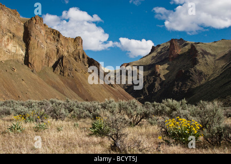 La salvia e ARROWLEAF BALSAMROOT Balsamorhiza sagittata cresce allo stato selvatico e scenic OWYHEE River Gorge OREGON ORIENTALE Foto Stock