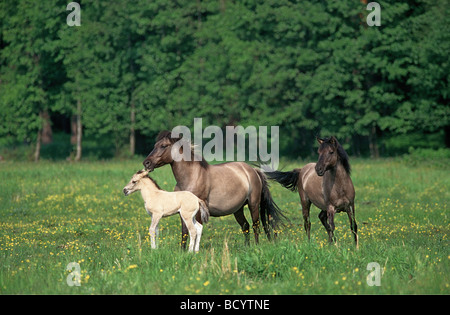 cavallo Foto Stock