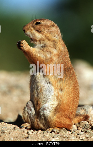 Nero-tailed Prairie Dog / Cynomys ludovicianus Foto Stock