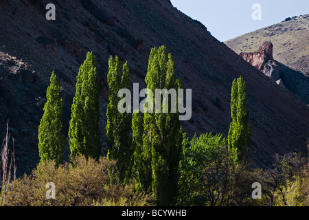 Alberi fioriscono lungo la selvaggia e scenic OWYHEE RIVER OREGON ORIENTALE Foto Stock