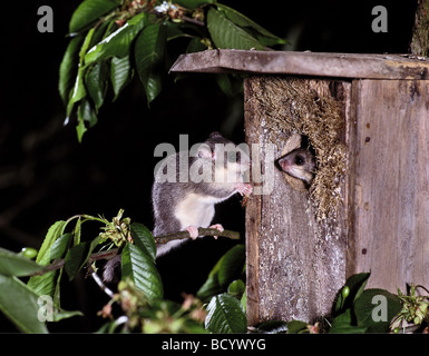 Dormouse commestibile (Glis glis). Accoppia in una scatola di nidificazione di notte. Germania Foto Stock