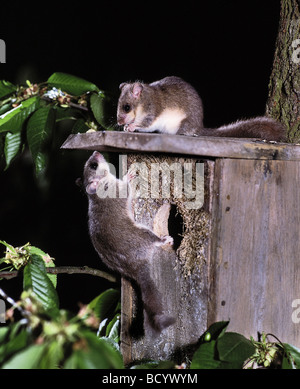 Dormouse commestibile (Glis glis). Accoppia in una scatola di nidificazione di notte. Germania Foto Stock