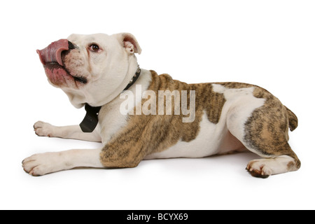 Bulldog inglese (Canis lupus f. familiaris), giù leccare il naso Foto Stock