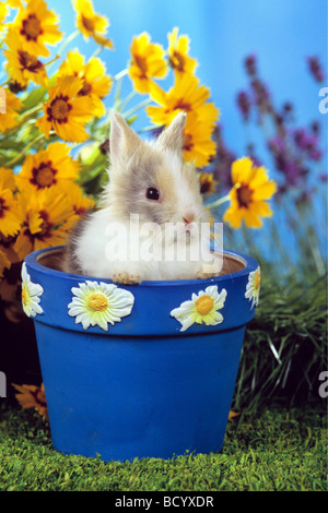 Giovani pigmeo di coniglio in vaso / Sylilagus idahoensis / Brachylagus idahoensis Foto Stock