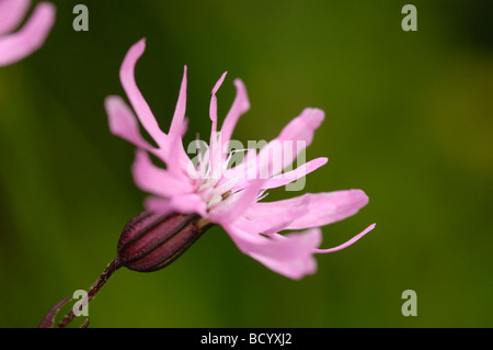 Ragged-Robin, lychnis flos-cuculi, millefiori, Valle della flotta, Dumfries & Galloway, Scozia Foto Stock