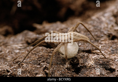 Nursery Web Spider (Pisaura mirabilis). Cocoon da trasporto femmina Foto Stock