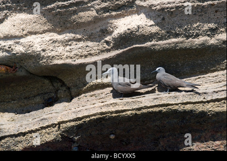 Noddy marrone (Anous stolidus) coppia adagiata sulla scogliera battuta Punta Vicente Roca Isabela Galapagos Ecuador Oceano Pacifico Sud Americ Foto Stock