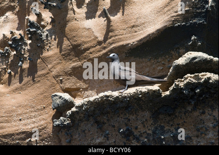 Noddy marrone (Anous stolidus) arroccato sulla scogliera battuta Punta Vicente Roca Isabela Galapagos Ecuador Oceano Pacifico Sud America Foto Stock