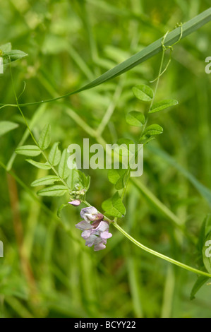 Bush veccia vicia sepium, millefiori, Valle della flotta, Dumfries & Galloway, Scozia Foto Stock