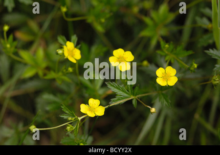 Tormentil, potentilla erecta, millefiori, Valle della flotta, Dumfries & Galloway, Scozia Foto Stock