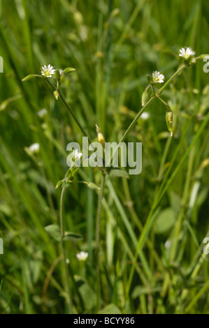 Mouse comune-ear, cerastium fontanum, millefiori, Valle della flotta, Dumfries & Galloway, Scozia Foto Stock