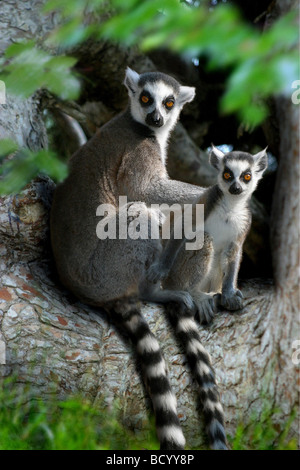 Anello-tailed lemur con cub / Lemur catta Foto Stock