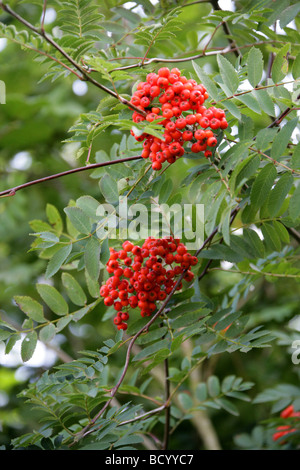 Rowan Tree o sulla montagna di bacche di cenere, Sorbus aucuparia Rosaceae, Foto Stock