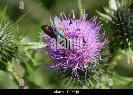 Sei Spot Burnett Falene, Zygaena filipendulae, Zygaenidae, Lepidoptera su Spear Thistle (Cirsium vulgare) Foto Stock